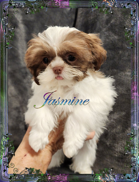 Tiny little female chinese imperial shih tzu puppies for sale teacup